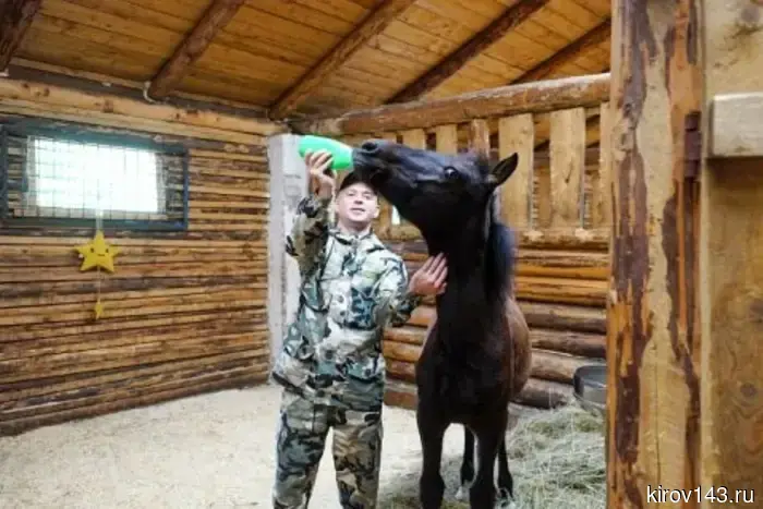 Вятскую породу лошадей разводят в Куменском районе