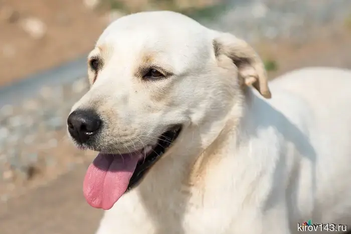 Dog handlers dispelled myths about the lives of dogs in the city and the village.