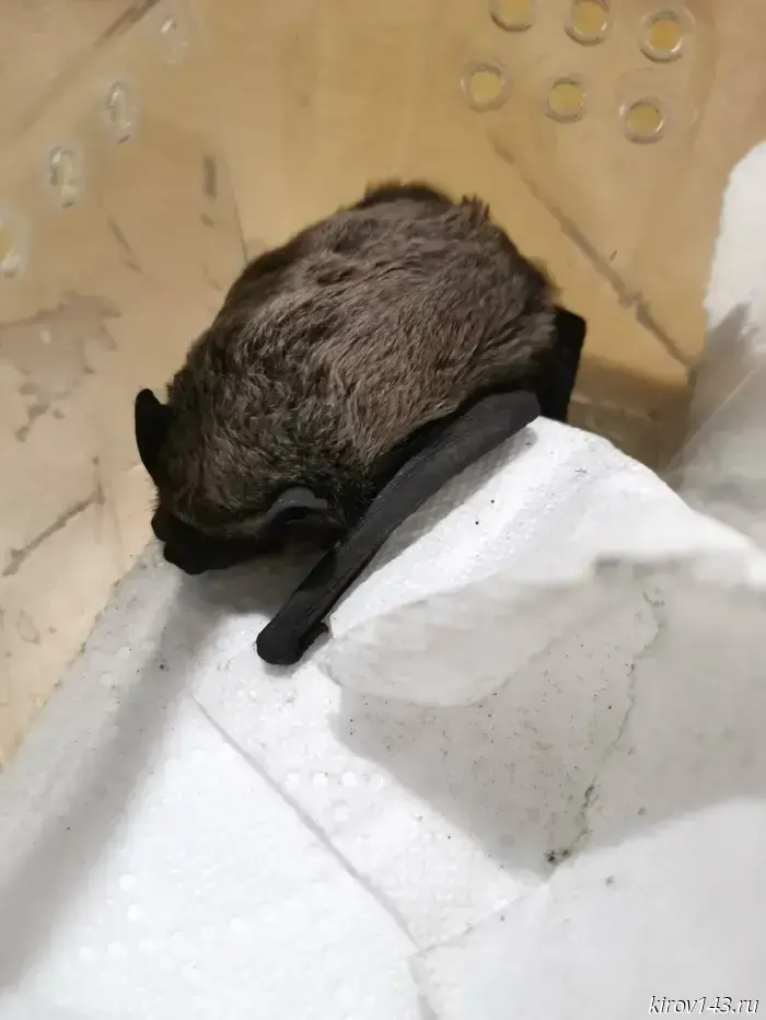 A bat was spotted in the lobby of a business center in Kirov.