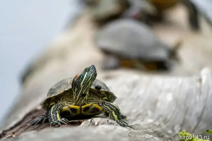 A red-eared turtle in Kirov urgently needs a donor.