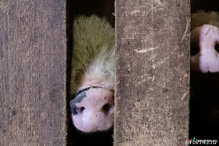 In the Yuryansky district, the pig owner was fined for violating veterinary rules.