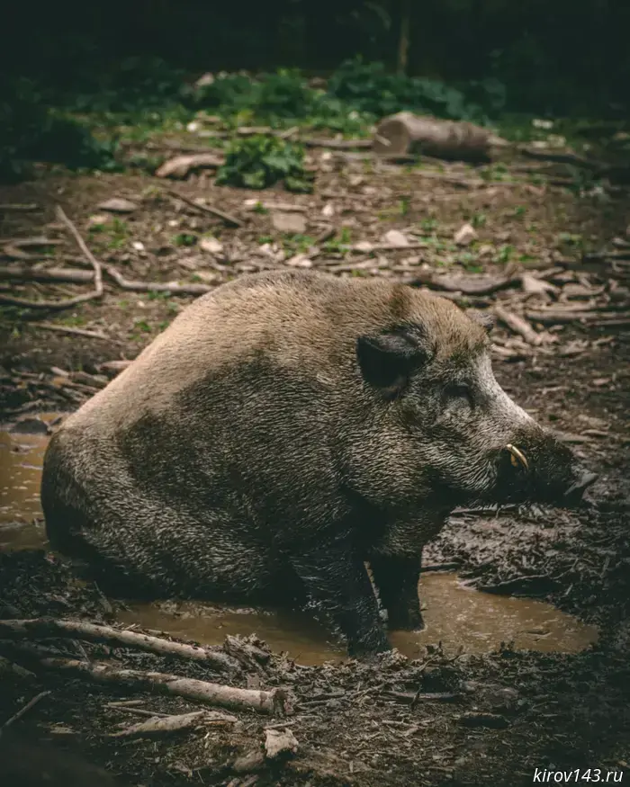 Boars of the Kirov region are in danger
