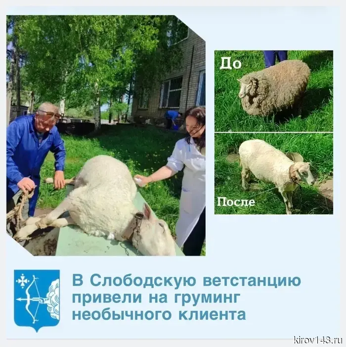 Мишу выстригли, чтобы предотвратить перегрев.