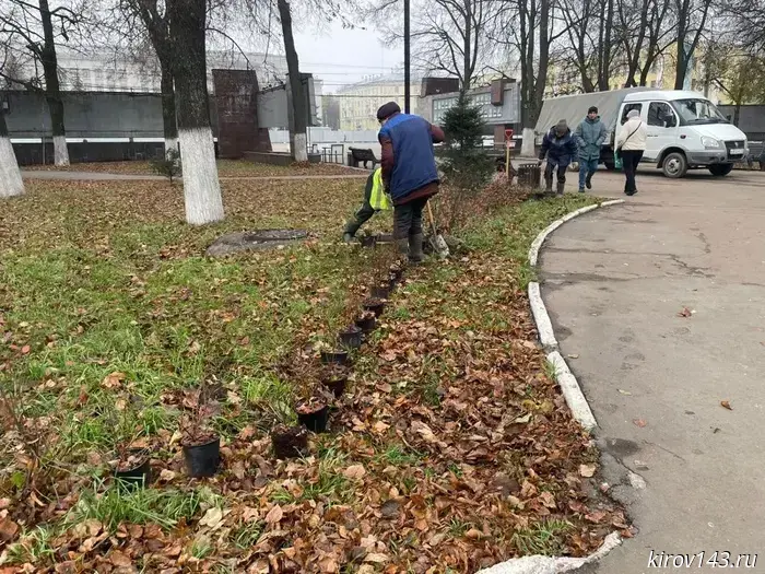 На Театральной площади высадят туи и кизильники.
