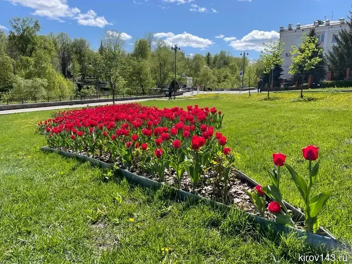 Весной в Кирове планируют высадить 8,5 тысяч м² цветников