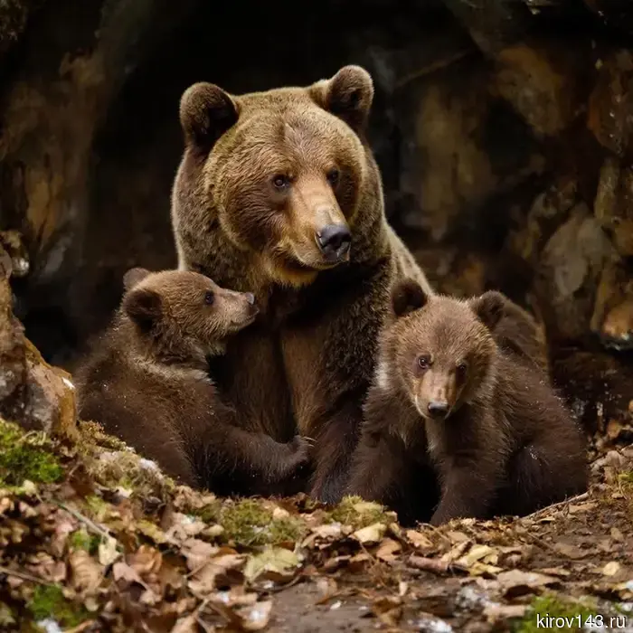 Настало время пробуждения медведей: основные правила безопасности