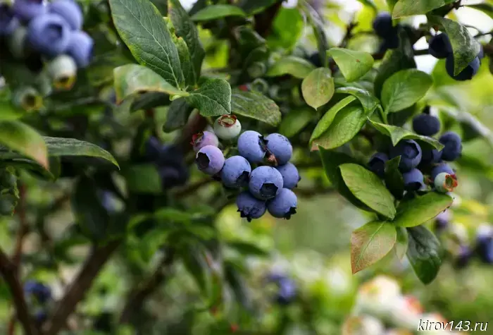 Belarusian blueberries will be planted in Kirov Oblast.