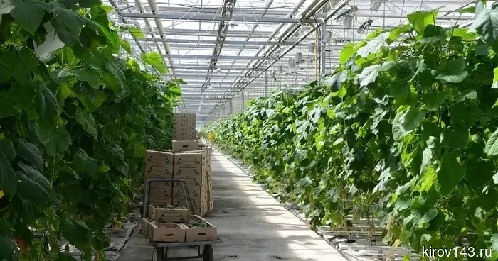 В Кировской области ищут инвестора для круглогодичного производства овощей
