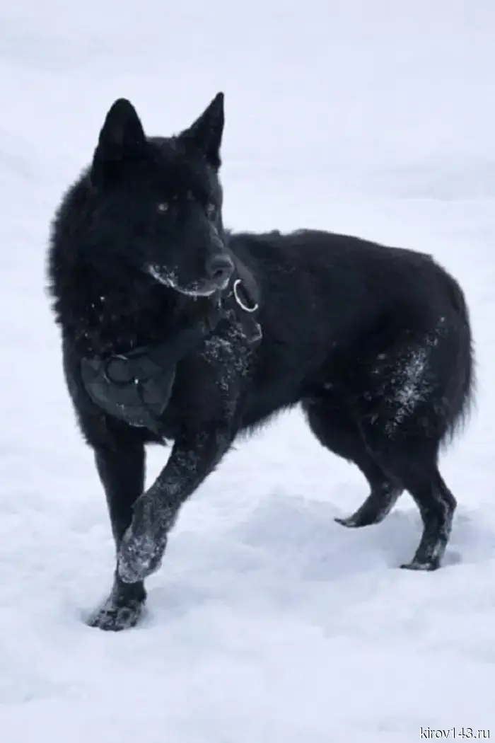 Кировская полиция передаст трех служебных овчарок в заботливые руки.