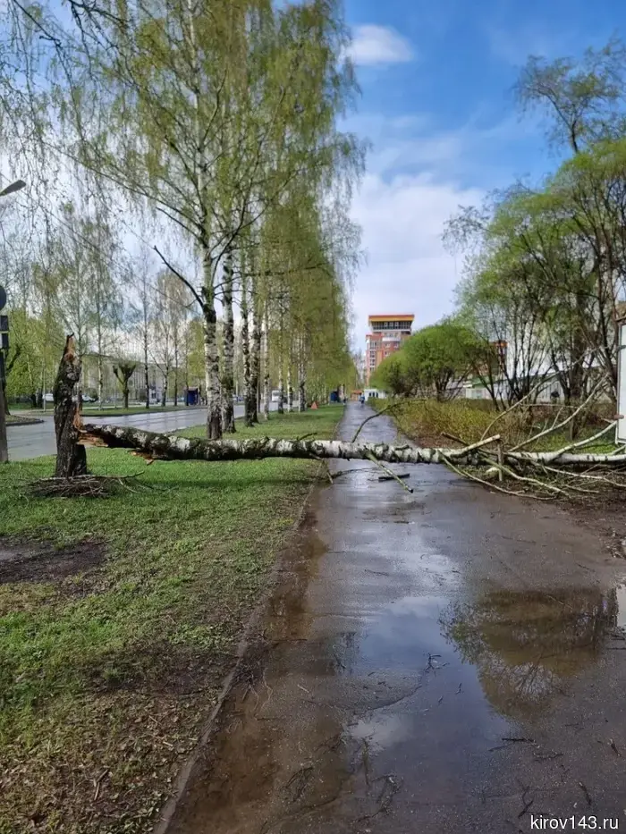 В Кирове на тротуар по улице Сурикова упало дерево.
