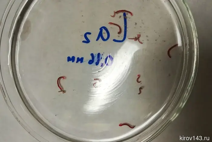 Молодой исследователь из ВятГУ осуществила уникальное исследование, результаты которого смогут способствовать решению важной экологической проблеме.