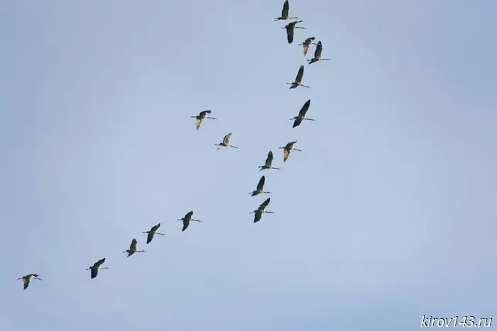 The world celebrates the Day of Migratory Birds