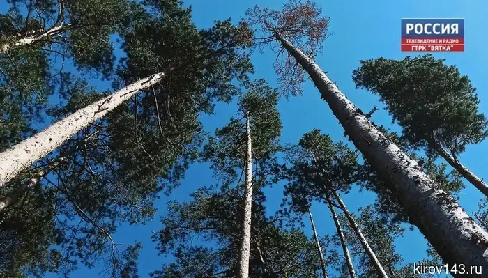 Леса Кировской области будут патрулировать самолеты и беспилотники