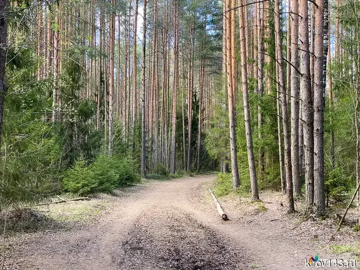 In the Kotelnichsky district, an entrepreneur was transporting "unchecked" timber.
