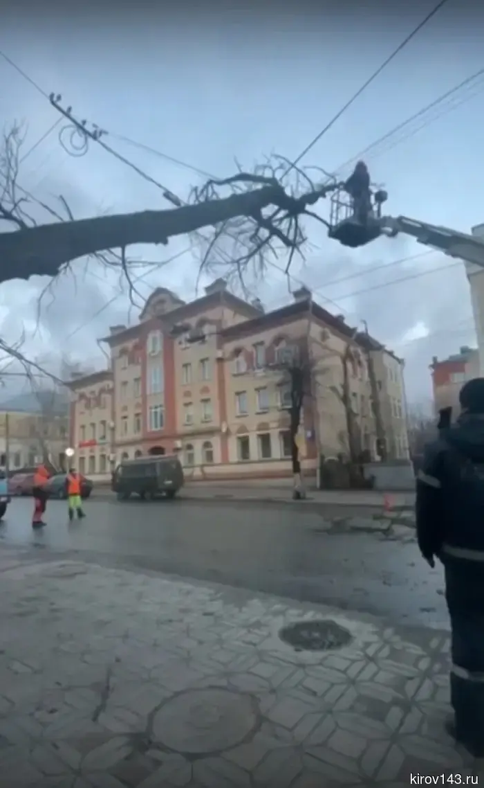 В Кирове несколько деревьев упали из-за сильного ветра.
