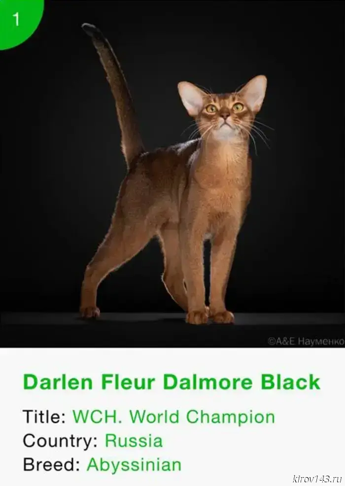 A Russian cat became the best cat in the world.