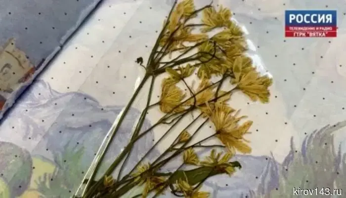 История гербария: природный документ, который невозможно заменить.