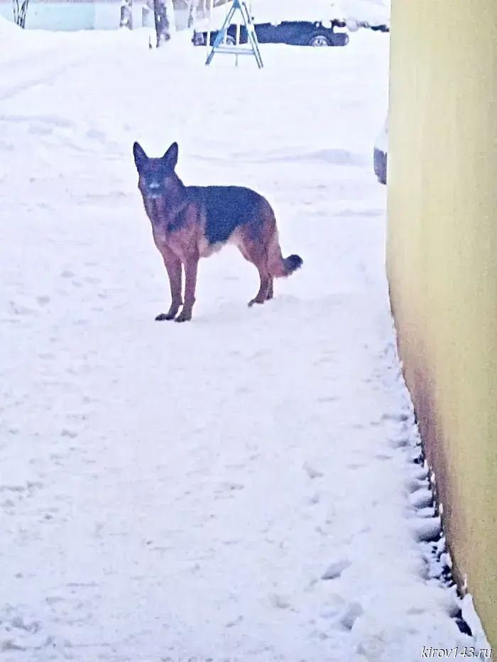В Кирове около домов на улице Луганской была замечена оставленная овчарка.