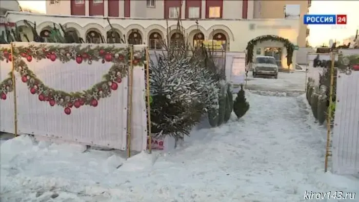В Кирове начали работу девять ёлочных базаров