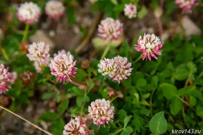Fields of Belarus will be sown with Kirov clover