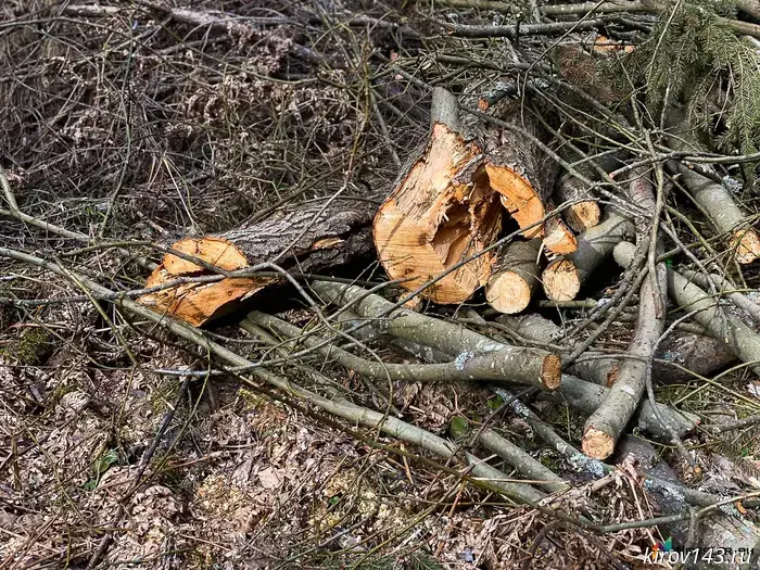In Kirov, trees will be cut down for 61 million rubles.