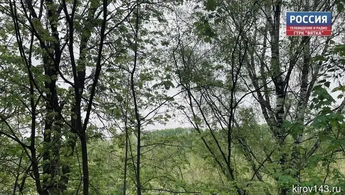В Кировской области площадь ландшафтных пожаров сократилась в 20 раз