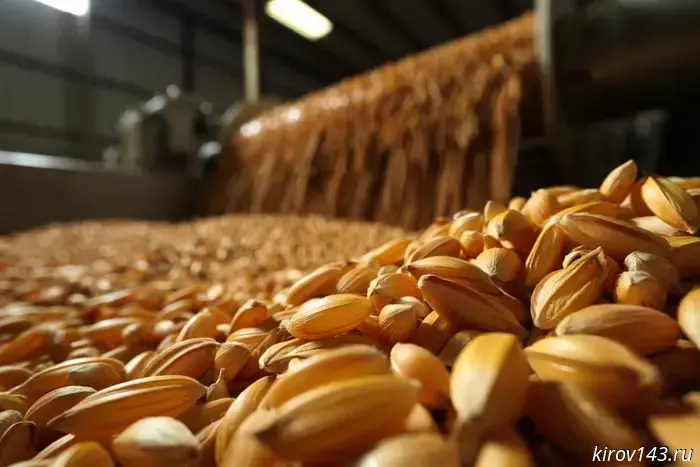 Almost 200,000 tonnes of grain in Kirov Oblast were registered with violations.
