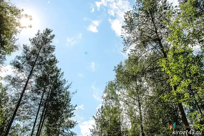 In Kirov Oblast, the treetop killed a man.