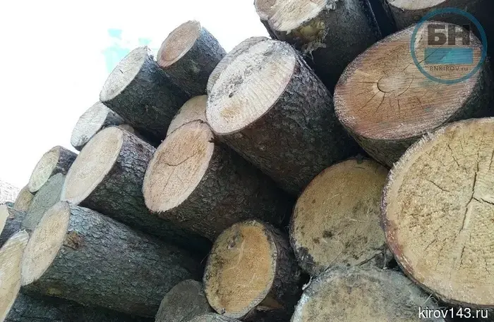 Кировская область входит в число лидеров страны по восстановлению лесов.