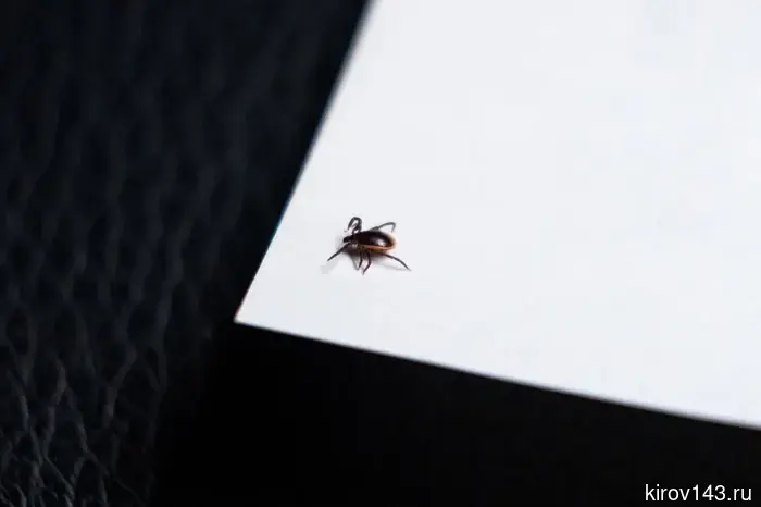 Kirovo-Chepetsk will be treated for ticks.