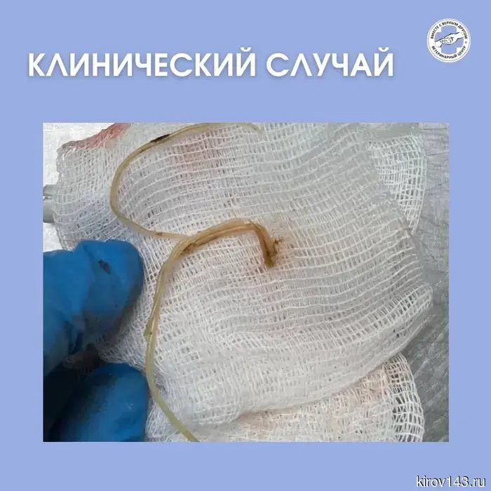 У домашней курицы яйцо застряло в яйцеводе из-за паразитов.