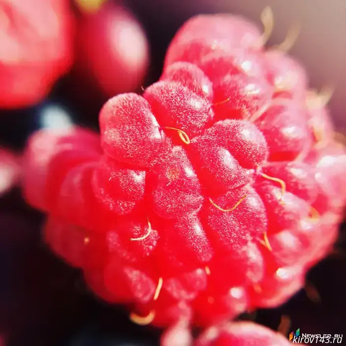 More than 20 tons of berries were imported from Kyrgyzstan to Kirov in six months
