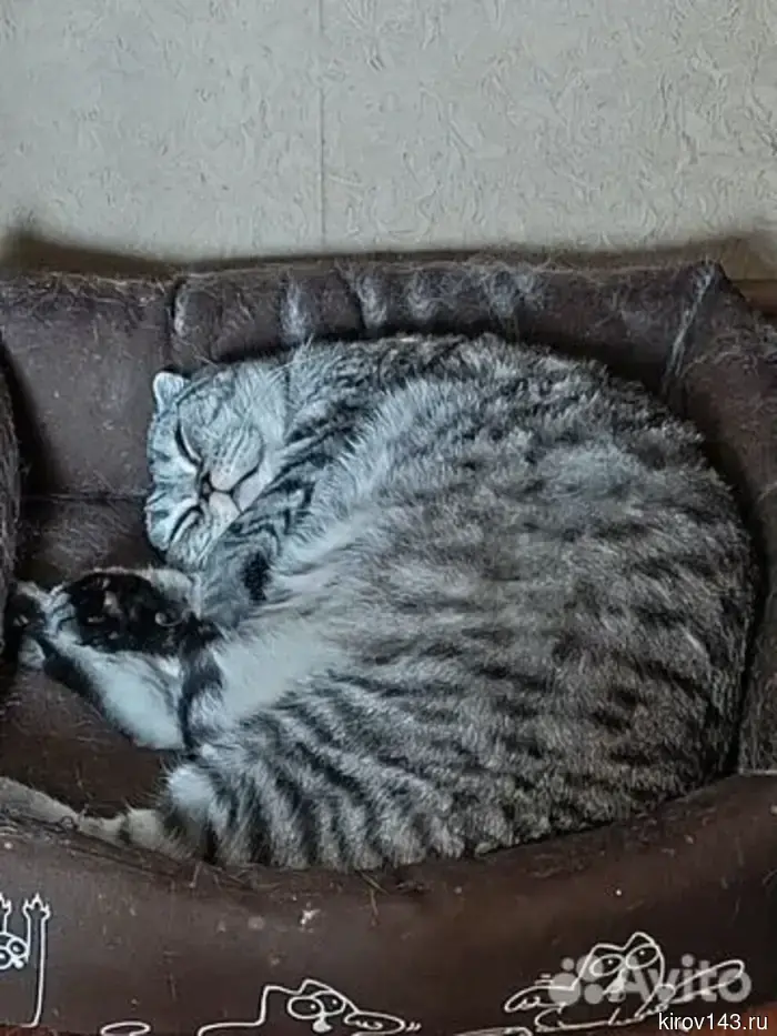 Kirov residents are offered cat fur.