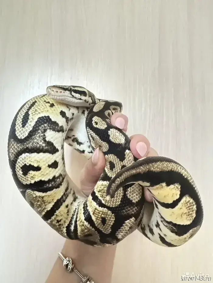 In Kirov, they sell a python, chipmunks, and cockroaches.
