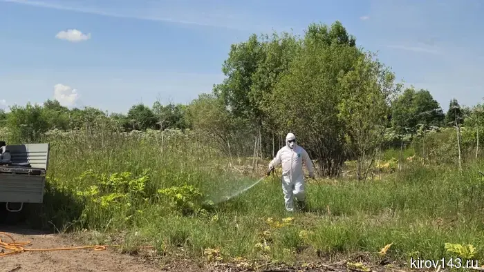 В Кировской области продолжается борьба с борщевиком