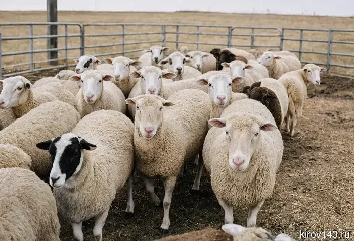 Sheep in the Vyatskopolyansky district are left without tags and disinfectant barriers.
