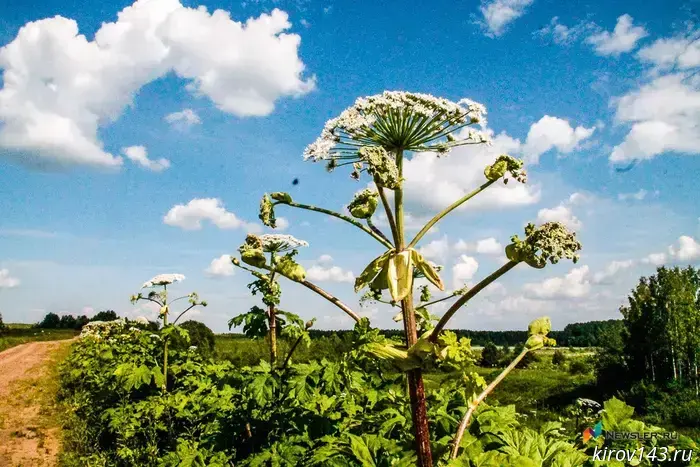 In the Kirov region, they began to poison and mow hogweed