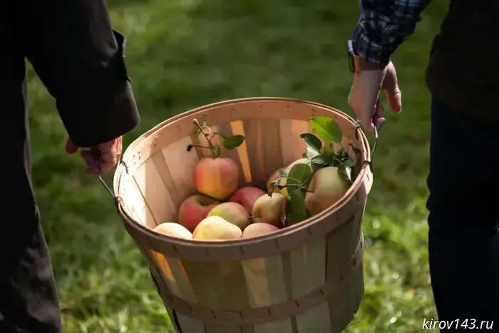 Apple Feast of the Savior: meaning and traditions of the holiday