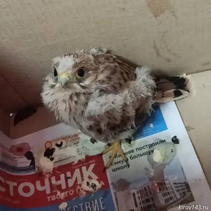 В Кирово-Чепецке срочно требуется автоволонтер для помощи пострадавшей птице.