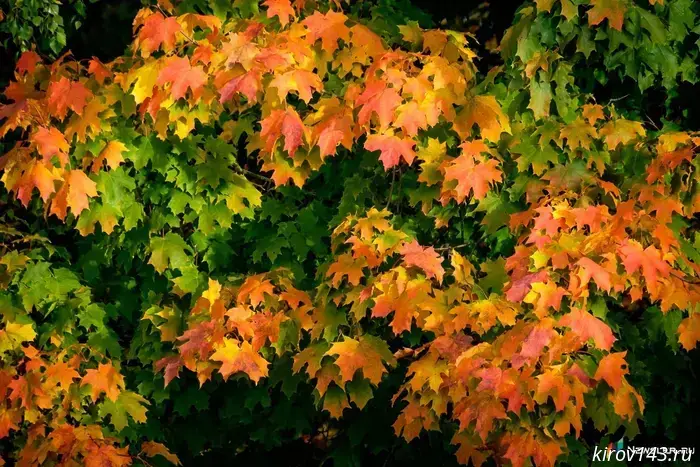 Amateur meteorologists predict a warm October.