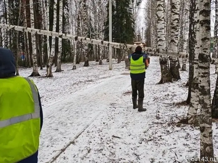 В Кирове сильный ветер сдул несколько деревьев и повредил провода.
