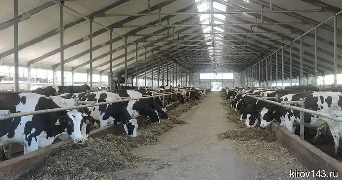 В Кировской области запустили механизм субсидирования переработчиков молока
