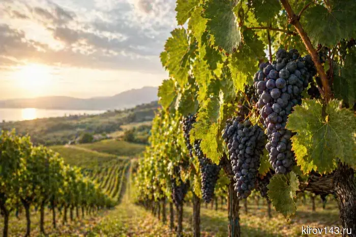 Every second wine in Russia is its own: domestic producers have taken almost two-thirds of the market.