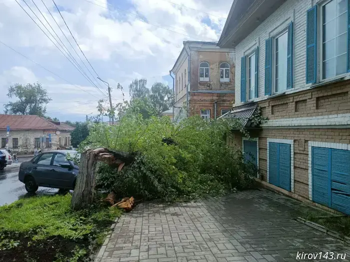 Kirov residents are asked to report rotten trees