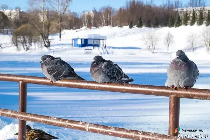 Russia unveiled pigeon bio-drones for monitoring.