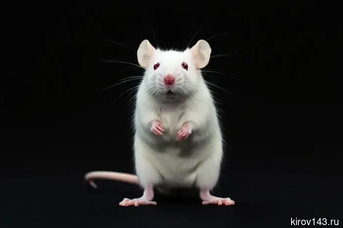 Вши терзали домашних мышей.