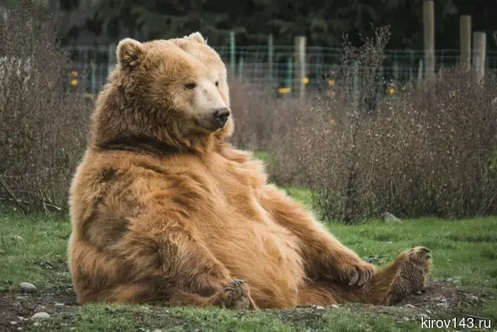 Residents of Kirov are urged not to scare bears.