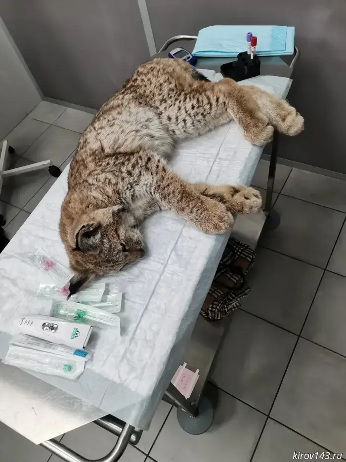 An emaciated lynx cub wandering near a heating pipeline was rescued in Kotelnich.