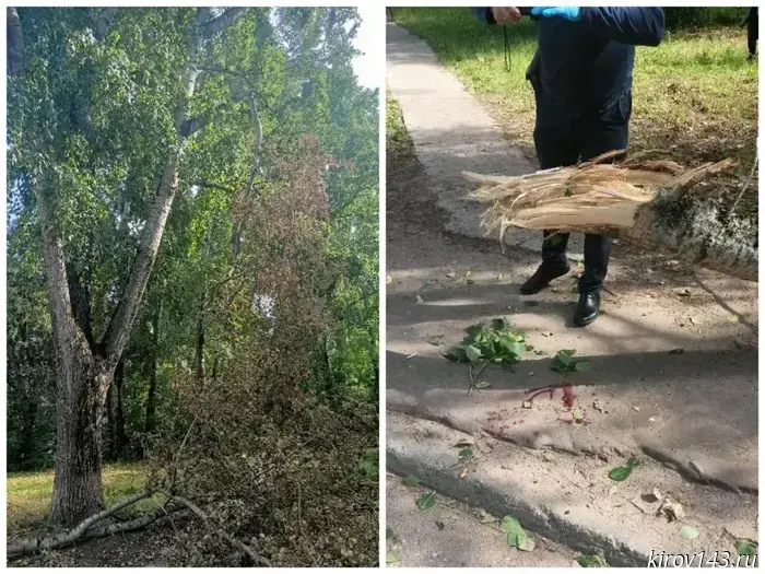 In Kirovo-Chepetsk, a man was sentenced for the death of a four-year-old girl from a falling branch of an emergency tree.