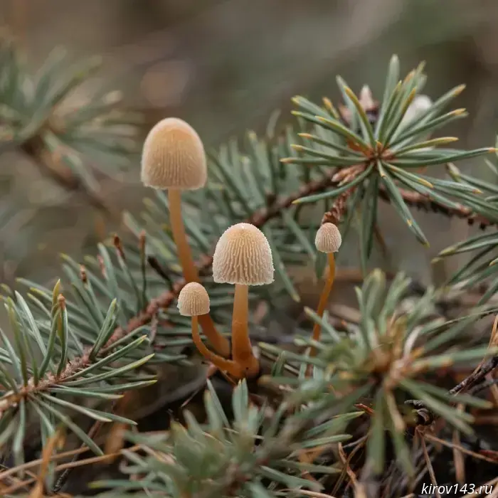 Scientists have discovered five new species of fungi.